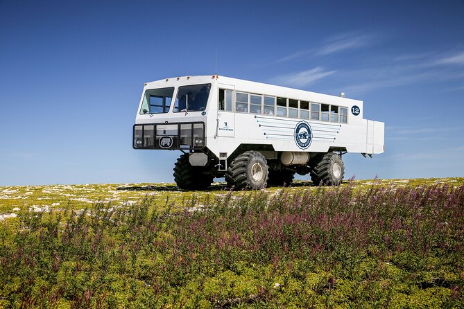 Belugas, Bears and Blooms in Churchill Manitoba - Tour Availability Dates