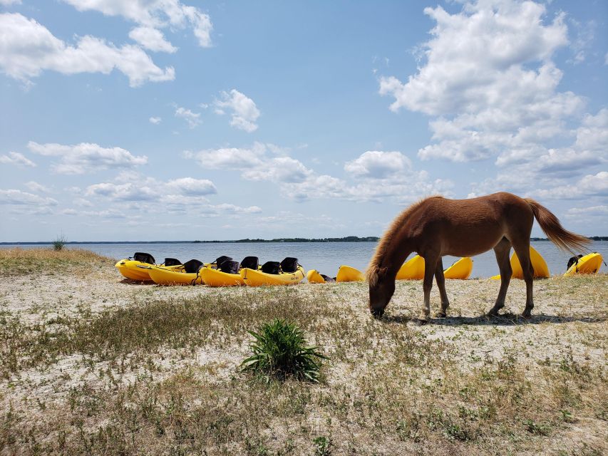 Berlin: Assateague Island Wildlife Discovery Kayak Tour - Tour Experience and Highlights