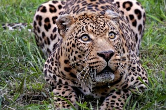 Big 5 Aquila Safari Full Day Tour and Lunch - Inclusions