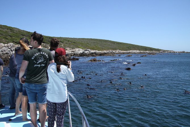 Big 5 Sea Safari in Walker Bay From Gansbaai - Meeting and Pickup