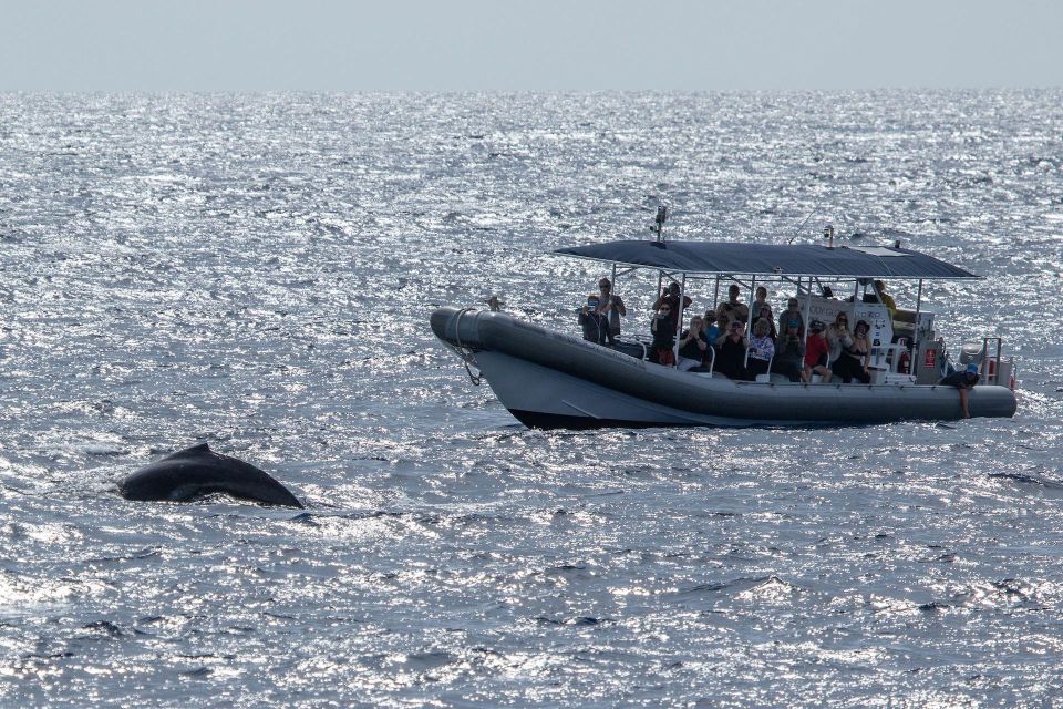 Big Island: Kona Super Raft Whale Watch - Key Highlights