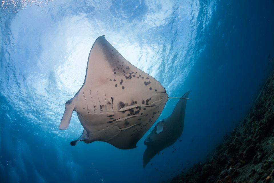 Big Island: Snorkel With Manta Rays - Manta Guarantee - Sponsored by Travel Channel