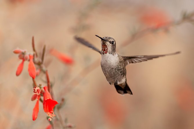 Bird Sanctuaries Tour - Tour Details