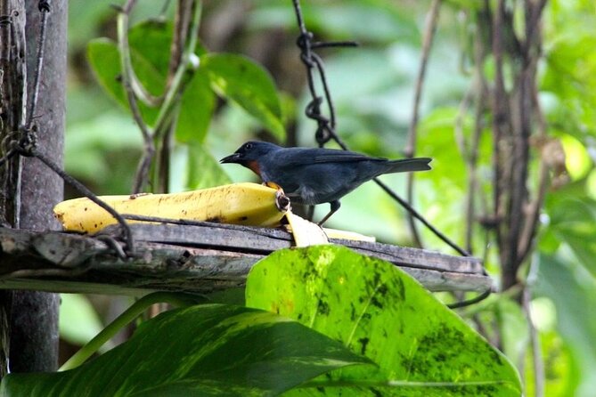 Bird Sanctuary And/Or Lethe Bamboo Rafting From Montego Bay - Tour Confirmation and Accessibility