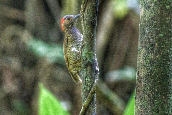 Bird Watching Tours - Pickup and Confirmation Details