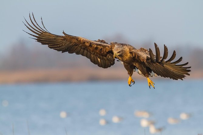 BIRDWATCH - Premium Guided Canoe Tour at Cape Vente, Nemunas Delta Regional Park - Rich Birdlife Awaits