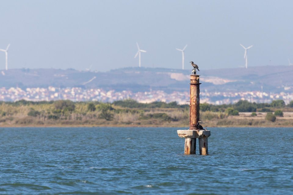 Birdwatching Boat Tour in the Tagus Estuary - Activity Highlights