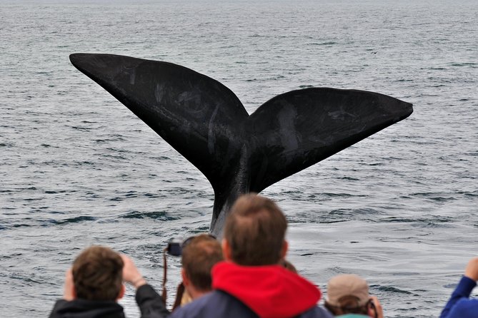 Boat Based Whale Watching From Hermanus - Boat and Crew Details