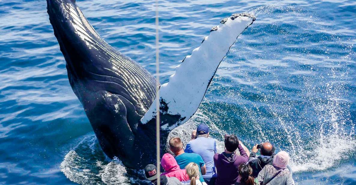 Boston: Whale Watching Catamaran Cruise - Experience and Highlights