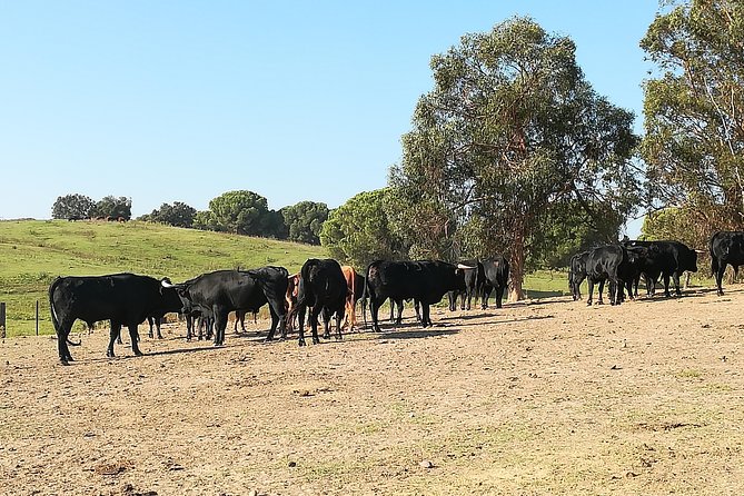 Bull Breeding Farm: Guided Half-Day Tour From Seville - Inclusions and Exclusions