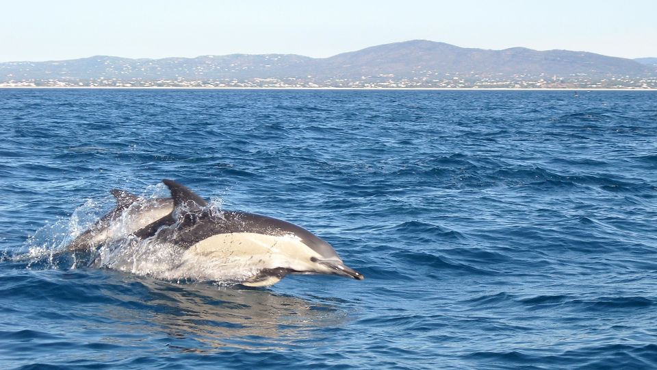 Cabanas De Tavira: Dolphin Watching Boat Tour - Experience Highlights