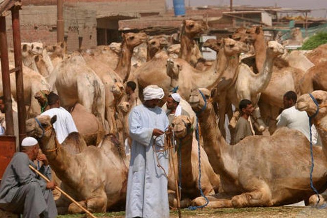 Cairo Unusual Day Tour Visit Camel Market in Birqash - Tour Inclusions