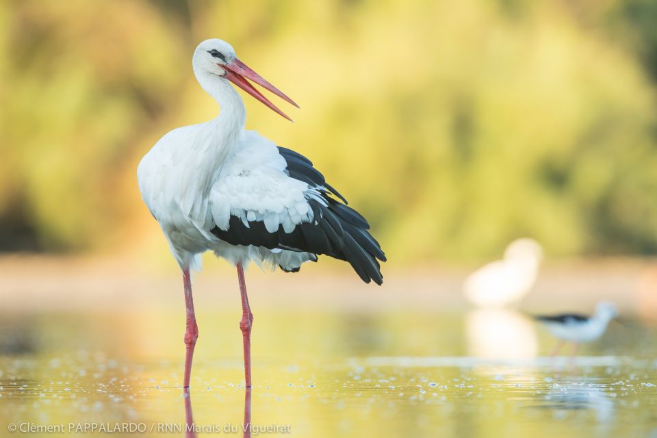 Camargue: Discovery of Nature at the Vigueirat Marshes - Itinerary Details