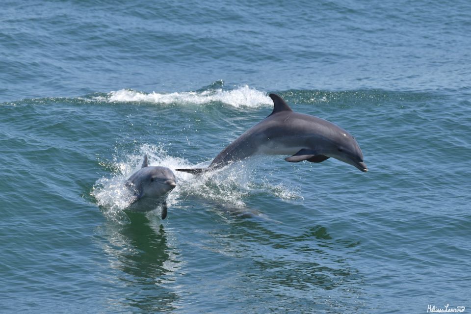 Cape May: Sunset Dolphin Watching Cruise With Food - Highlights of the Experience