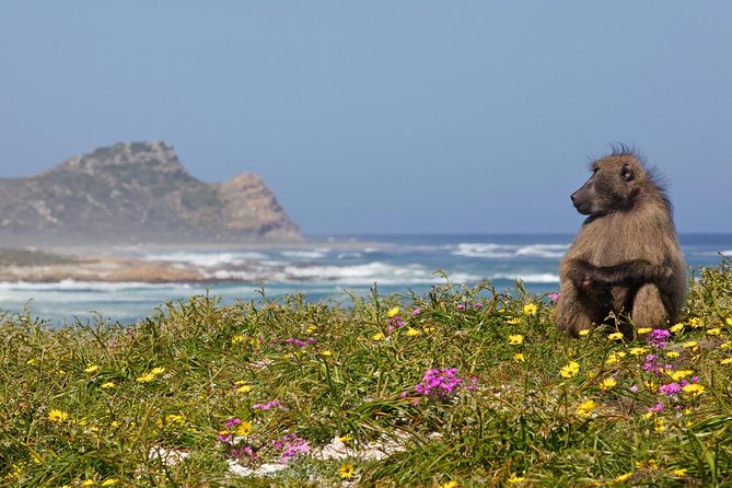 Cape Point Sightseeing Tour Including Penguins at Boulders Beach From Cape Town - Boulders Beach Penguin Colony