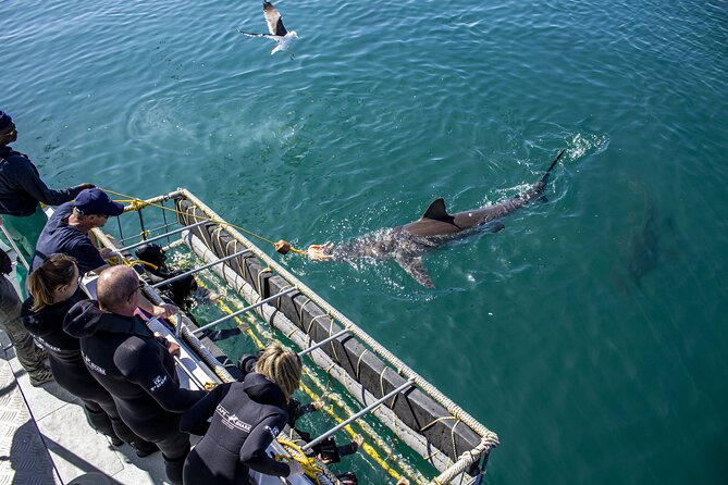 Cape Shark Diving Adventures - Inclusions