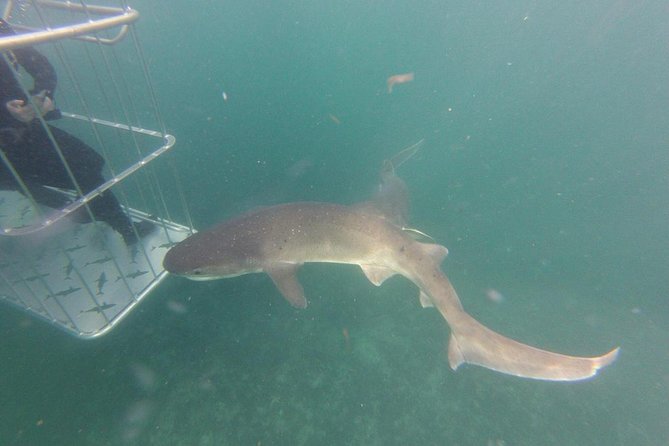 CapeTown: African Shark Eco-Charters Shark Cage Diving Experience - Meeting and Drop-off Locations