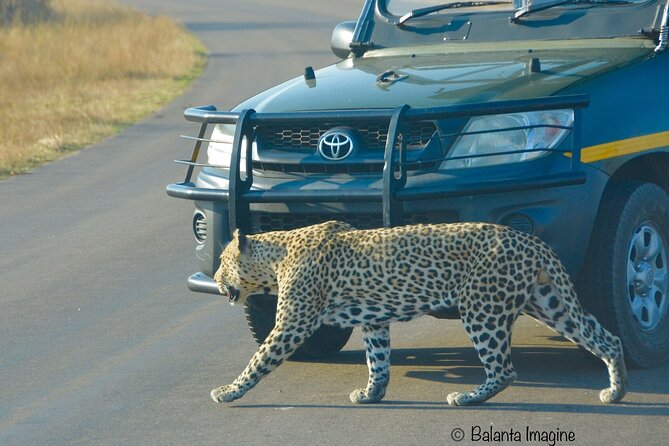 Captivating 3 Day Kruger Safari Adventure From Johannesburg - Afternoon Game Drive