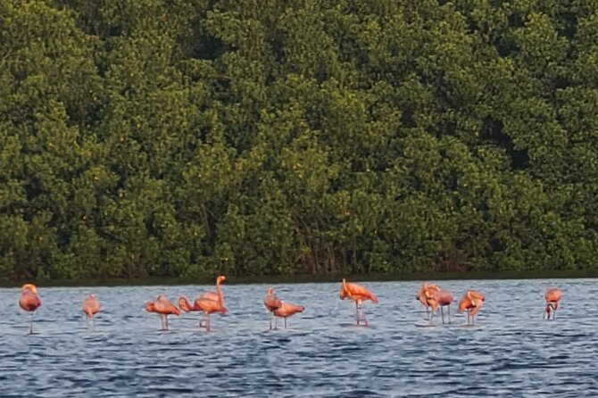 Caroni Bird Sanctuary Tour - Cancellation Policy