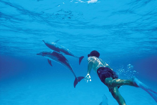 Catamaran Cruise to Ile Aux Bénitiers: Dolphin Watch, Crystal Rock & Transfer - Inclusions and Services Offered