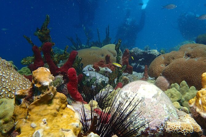 Champagne Reef Snorkeling Tour at Champagne Beach in Dominica - Guided Ecosystem Exploration