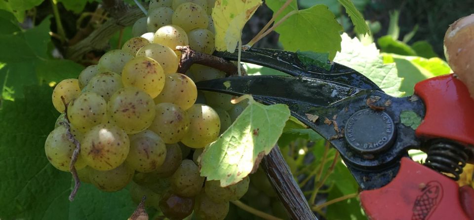 Château Du Bois-Huaut: Cellar Tour and Wine Tasting Class - Guided Vineyard Stroll