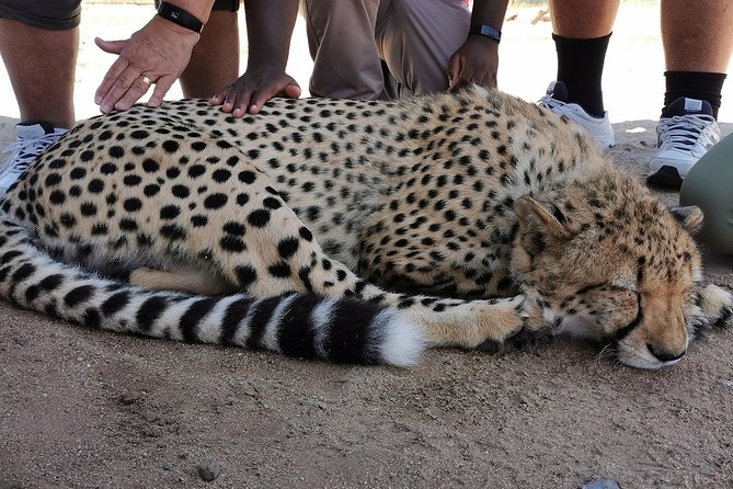 Cheetah Outreach Tour Somerset West, Gordons Bay and Strand Beaches - Cheetah Interaction Experience