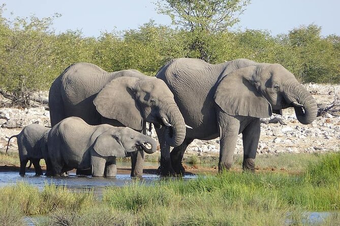 Chobe Full Day Trip - Safari on Chobe River