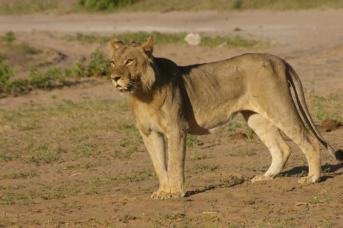 Chobe National Park Full Day Safari (Botswana) - Wildlife Viewing Opportunities