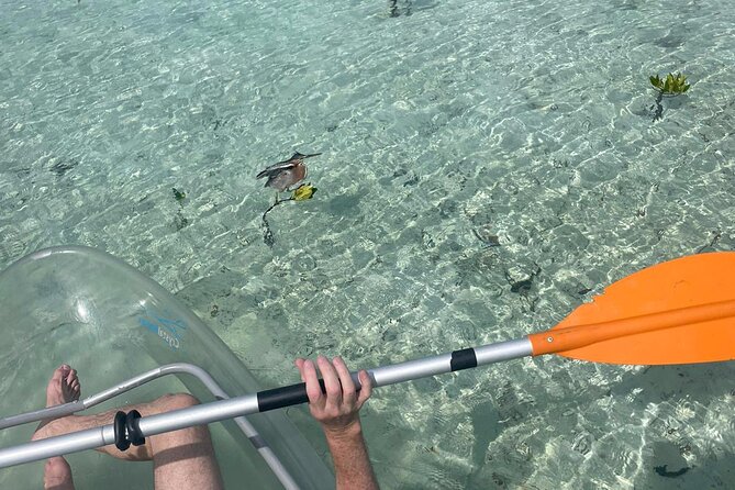 Clear Kayak Tour in Turks & Caicos Islands - Meeting and Pickup