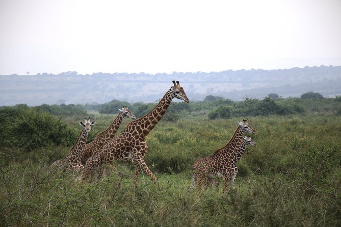 Cool Share Day Akagera Game Drive, Daily Depart, Boat Ride, Lunch - Exciting Wildlife Encounters