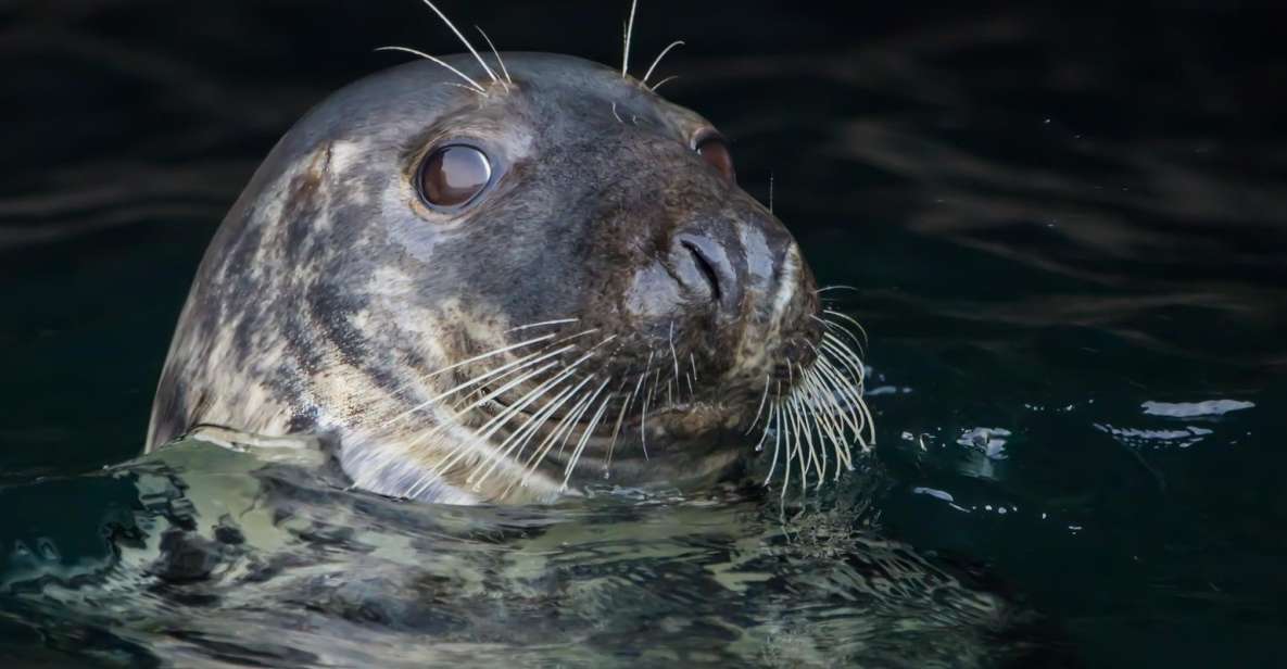 Cornwall: Guided Seal and Puffins Safari by Boat - Spot Seals and Birds