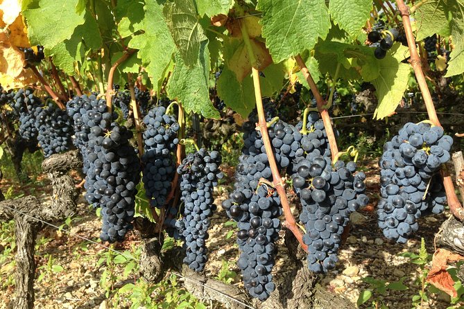 Cotes Du Rhone Wine Tour (9:00 Am to 5:15 Pm) - Small Group Tour From Lyon - Grape Varietals Explored