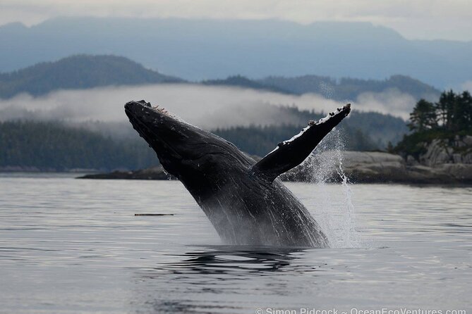 Cowichan Bay Half Day Whale & Wildlife Adventure - Rugged Coast and Gulf Islands