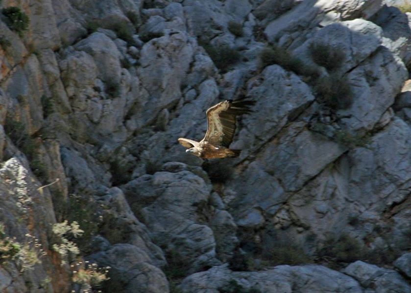 Crete: Land Rover Safari Through Katharo Plateau - Inclusions and Experience