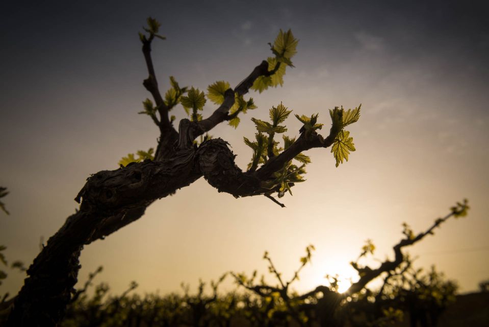 Crete: Olive, Wine, & Raki on a Flavorful Culinary Journey - Olive Oil Extraction Exploration