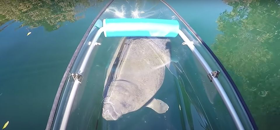 Crystal River: Clear Kayak Manatee Ecotour - Experience Highlights