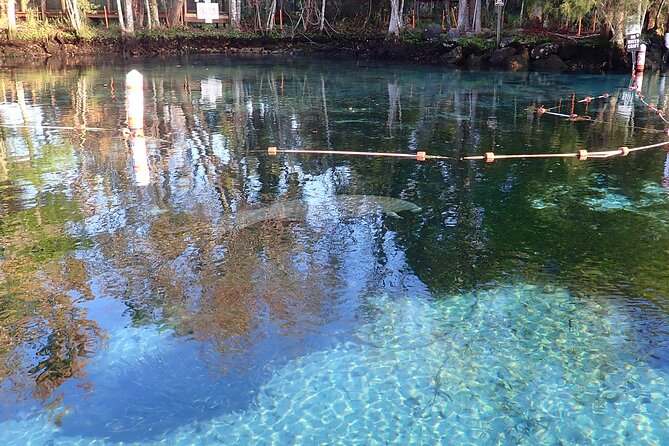 Crystal River Manatee Viewing Cruise - Experience and Wildlife Viewing