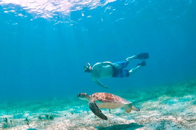 Culebra Island Snorkel and Turtle Adventure With Ferry Transport - Spotting Tropical Marine Life