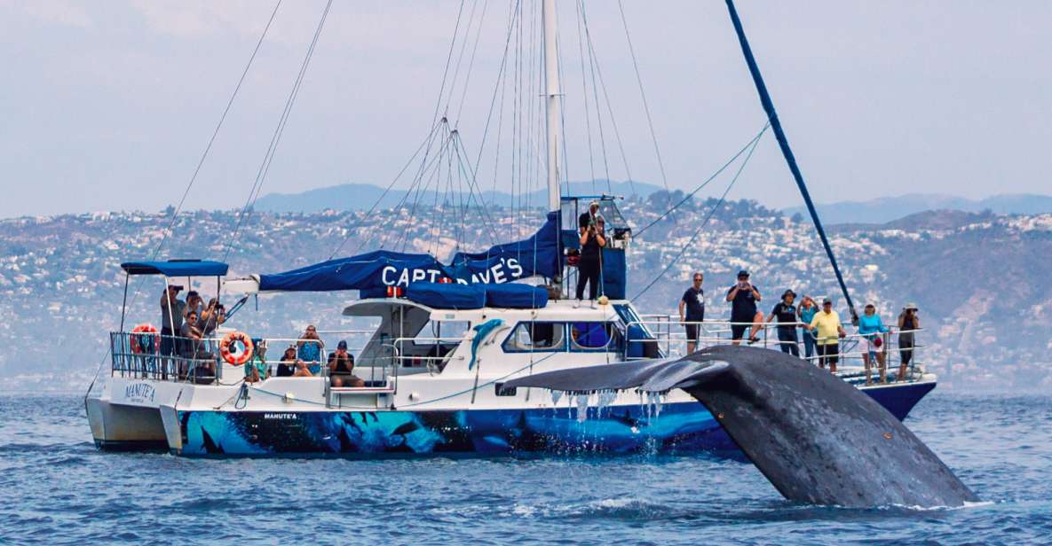 Dana Point Dolphin & Whale Watching With Underwater Viewing - Wildlife Encounter