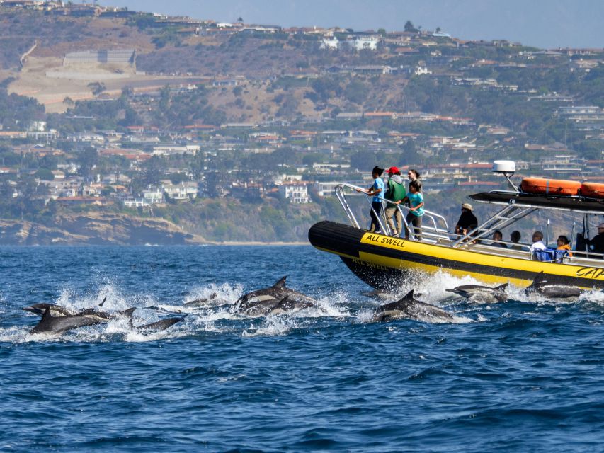 Dana Point Fast & Fun Zodiac-Style Dolphin & Whale Watching - Booking and Cancellation