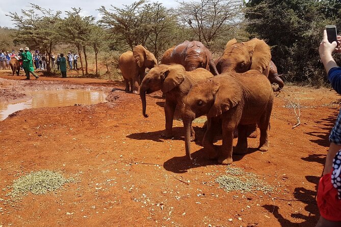 David Sheldrick Elephant Orphanage Half-Day Tour in Nairobi - Inclusions and Exclusions of Tour