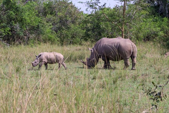 Day Tour Of Ziwa Rhino Sanctuary and Wildlife Ranch - ZIWA RHINO TREKKING - Meeting and Pickup