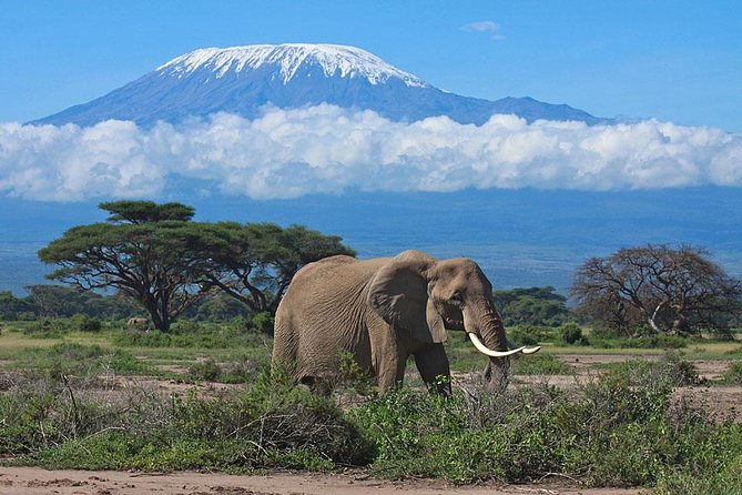 Day Tour to Amboseli National Park - Wildlife Viewing Opportunities