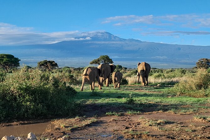 Day Tour To Amboseli National Park From Nairobi - Pickup Information