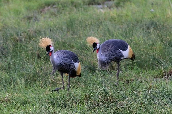 Day Tour To Amboseli National Park - Included in the Tour