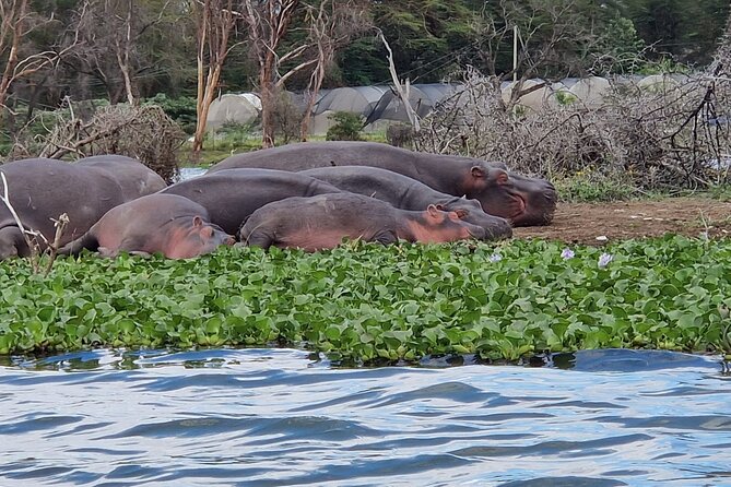 Day Tour To Hells Gate National Park and Optional Boat Ride on Lake Naivasha. - Inclusions and Pricing