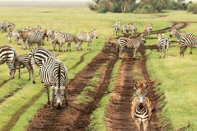 Day Trip Tarangire - Wildlife Diversity in Tarangire