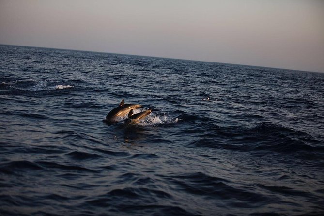 Delfini Tour Taormina - Inclusions