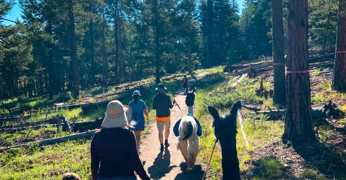 Denver: Llama Hike in the Rocky Mountains - Key Highlights of the Excursion